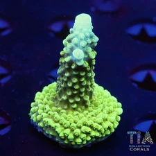 Green Slimer Acropora Frag - NOT WYSIWG | Live SPS Coral | Aquacultured
