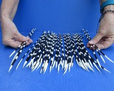 50 piece lot of South African Porcupine Quills 11 to 13 inches #51734