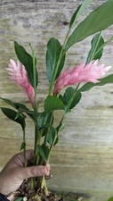 Pink Ginger Decorative Flower Plant Rhizomes Plants Pack Of 6 Alpina Purpurata