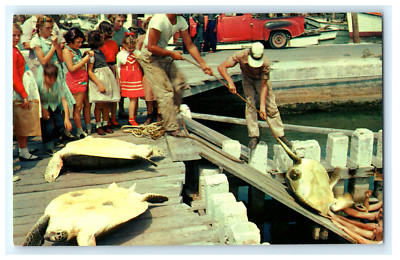 Postcard FL Key West Turtle Crawls Crowd of Kids Watching Dock Workers c1950's
