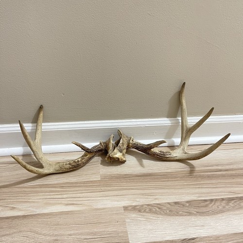 Mule Deer Skull Cap Antler Mount Deadhead Grade A Different Sizes Sold As A SET - Picture 6 of 24
