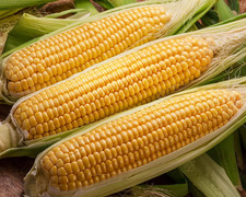 1/4 lb. Incredible F1 SE Sweet Corn Seeds Hybrid Yellow Variety Treated Seed