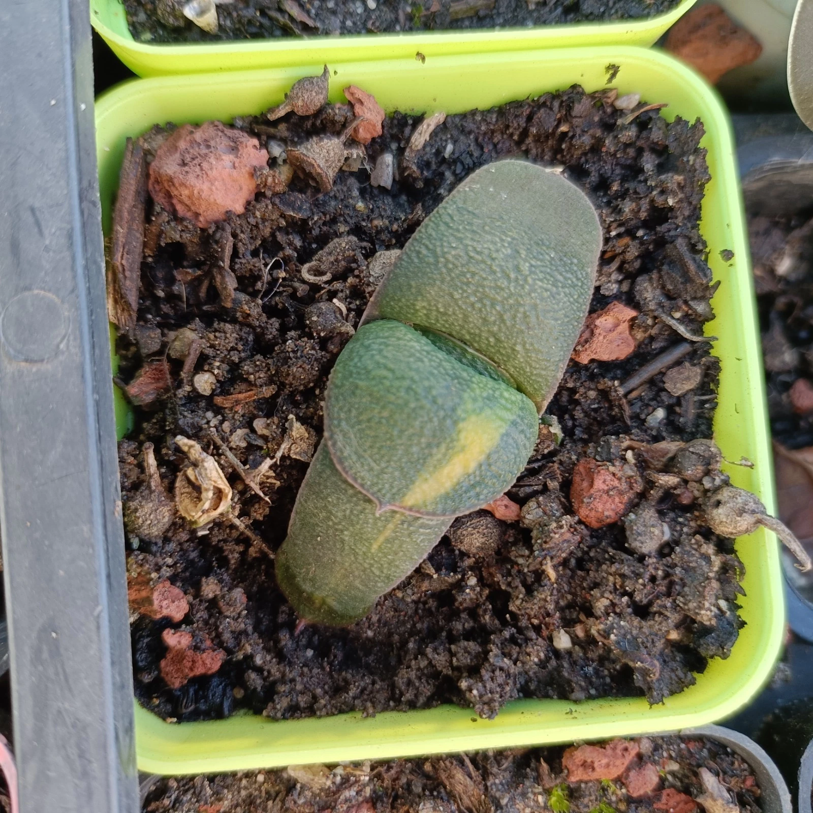 Gasteria armstrongii f.variegata nice Succulent plant
Opens in a new window or tab