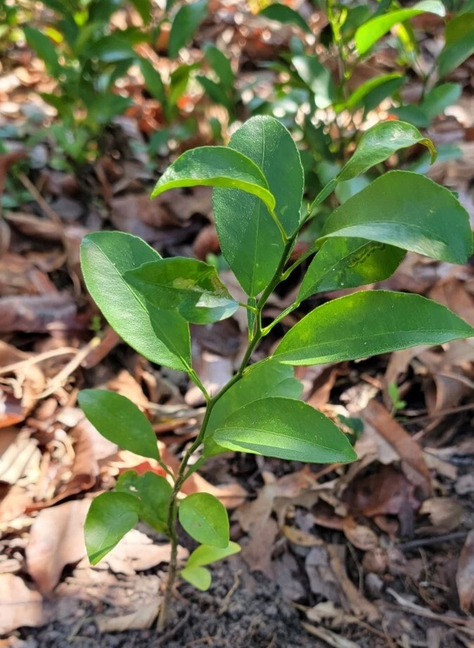 SATSUMA FRUIT TREE REAL LIVE PLANT CITRUS 4" to 10" SEEDLING MANDARIN - Image 3 of 4
