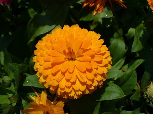 Wildflower Seeds Mix Seed Wild Flowers Garden Bee Scented Meadow Flower NO GRASS - Picture 11 of 20