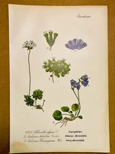 1886 ANTIQUE PICTURES LITHOGRAPH ART PRINT BOTANY FLOWER FLORA NATURE DECO PO...