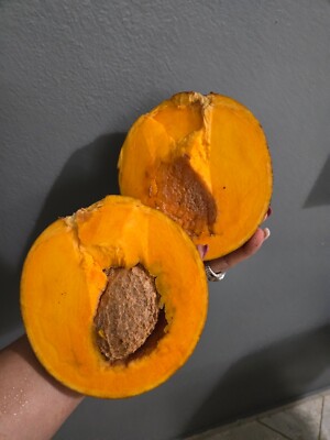 Mamey Tree (Pouteria sapota Tropic  1.5 @ 2 ft Mammea Americana / Priority Shipp