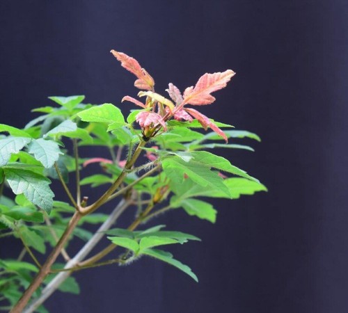 Paperbark Maple Bonsai Tree Compact Plant Acer Griseum 17"H Outdoor Deciduous - Picture 2 of 3