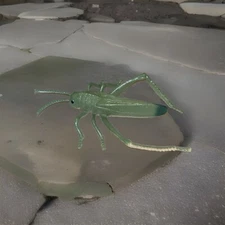 DOLGEN Realistic Rubber Grasshopper Insect Bug 7 1/2" Toy Figure