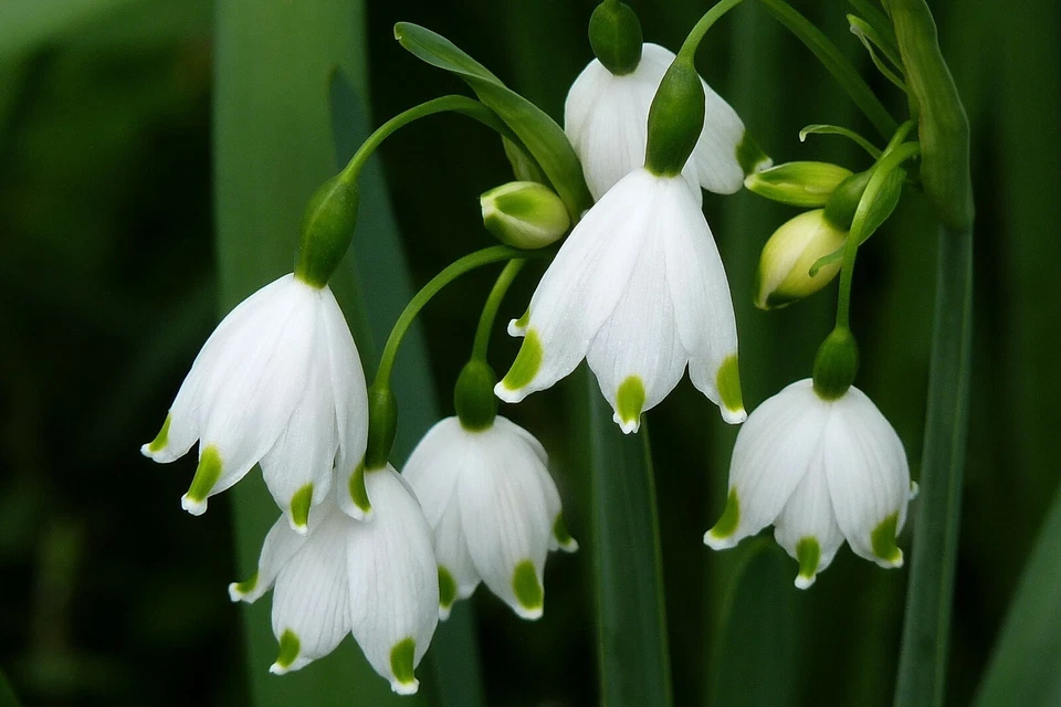 (3) GOTAS DE NIEVE CON FLORES GIGANTES-GALANTHUS Bombillas de flores Flores bonitas, consultar tienda Foto 3 de 4