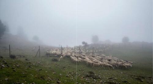 Zug der Schafe - Susana Girón -  9783990550199 - Afbeelding 1 van 11
