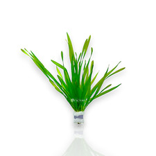 Vallisneria Torta Aquarium Plants Factory