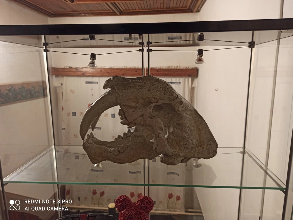 Smilodon populator, skull replika life size 1:1, very big!! - Image 2 of 4