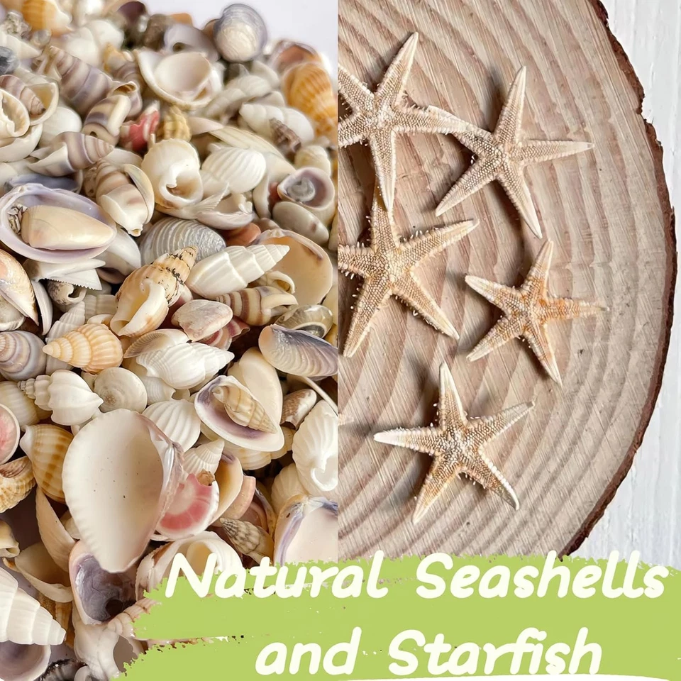 1200 PCS Tiny Sea Shells &10 Small Starfish - Mixed Ocean Beach Spiral Seashells - Image 3 of 4