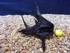 Small Driftwood 08"x10"x13" Aquarium Terrarium Reptile Natural Art