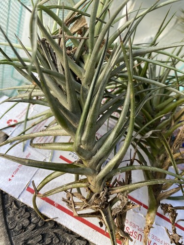 Tillandsia Aeranthos Air plant - Picture 3 of 4