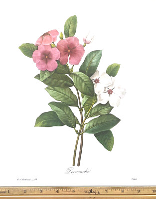 Redoute Flowers #98 PERVENCHE PERIWINKLE BOTANICAL ART BK PLATE SUPERB L@@K!