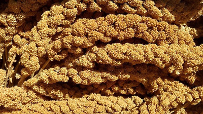 California Golden Spray Millet for Birds Sweet Flavor Sun Dried 100 Ounce