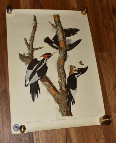 John James Audubon Woodpecker Ivory Billed Print 17X22" POSTER (CIJ87)