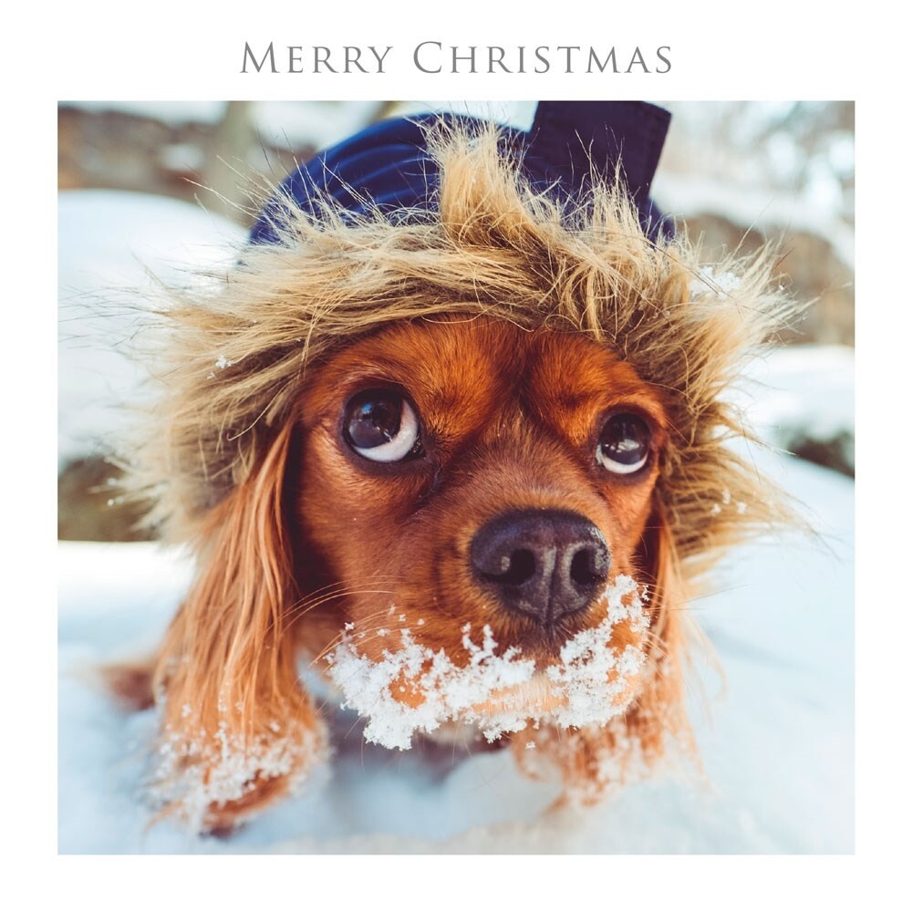 Cute Snow Covered Dog Merry Christmas Greeting Card - Photographic Xmas Card