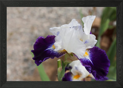 Iris in Blüte Gerahmtes Wandbild Poster Leinwanddruck Bild