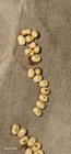 20x Cercropia Eggs