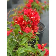 PLANT NOOK Bougainvillea ‘Flame’ Live Plant 2-Pack | Red Orange Flowering