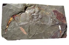 Cambrian Bristolia bristolensis trilobite fossil Latham Formation California #1