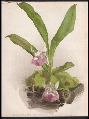WARSCEWICZELLAS 1894 Henry George Moon - Botany - Flowers CHROMOLITHOGRAPH