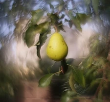 Petzval Modification Helios 44M 58mm F/2 Dreamy Swirly Bokeh M42 lens Serviced