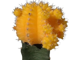 Moon Cactus Plant  5" height yellow
