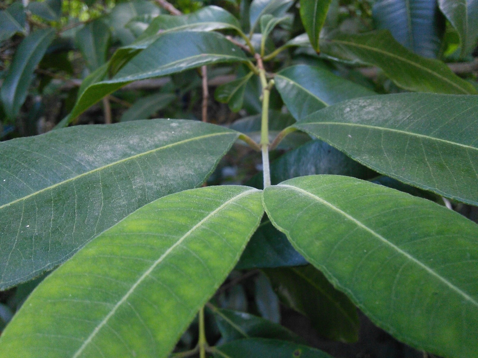 Picture 7 of 7