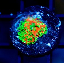 DIYreefer Live Coral WYSIWYG Tyree Sunset Montipora Frag