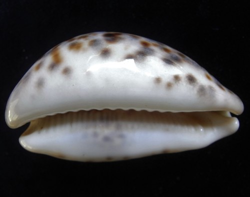 ROSTRATO DE MAR CYPRAEA TIGRIS CON COLOR Y PATRÓN ESPECIAL 73 mm F++ - Imagen 3 de 5