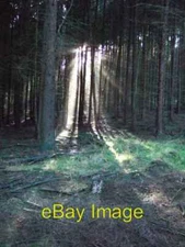 Photo 6x4 Redlands Wood Mid Holmwood On a beautiful sunny January after c2006