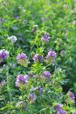 32 oz Alfalfa Seeds (Medicago sativa L.)