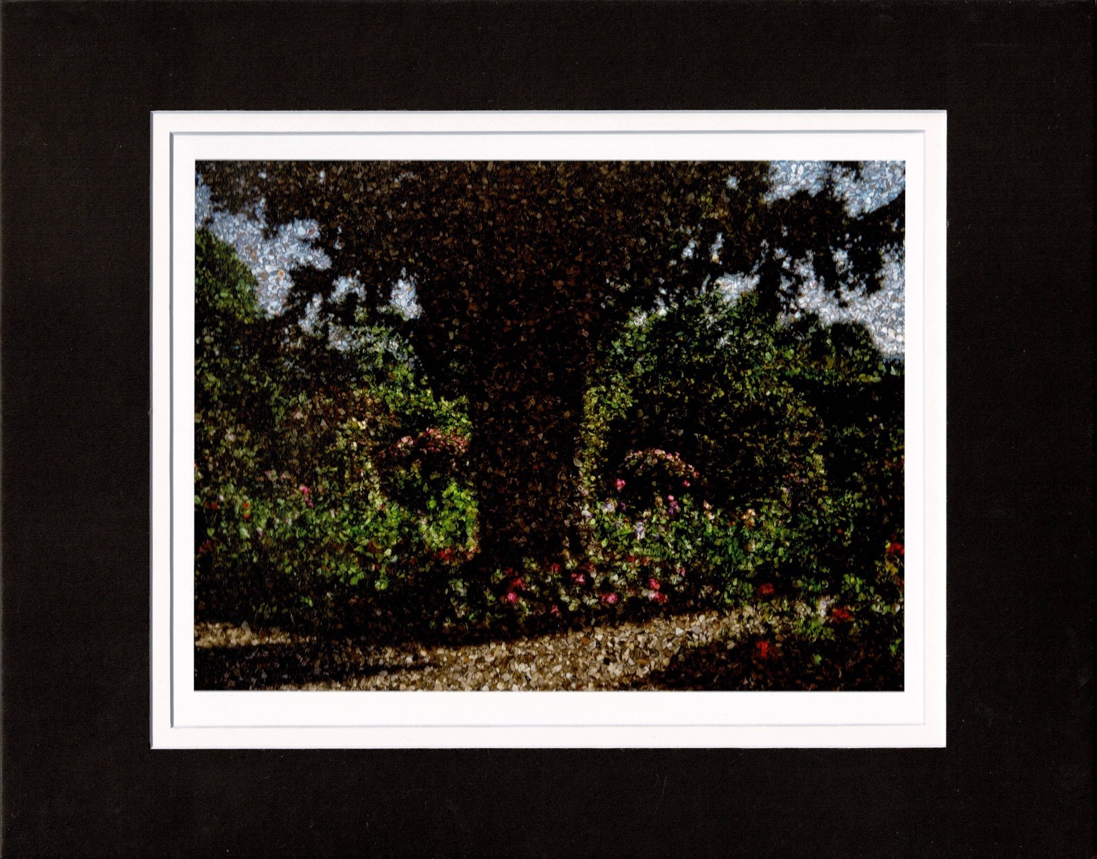 Abelardo Morell Yew Tree Monet's Garden Giclee Limited Ed Photograph Print 2024