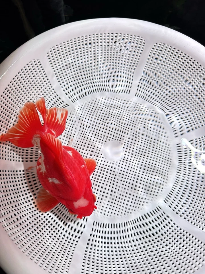 Show Grade Jumbo 男玉印章 Ryukin 活鱼 — 第 2/4 张图片