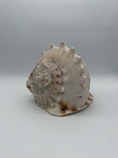 Wunderschöne Riesenmuschel Cassis Cornuta gehörnte Helmschnecke 28x23cm