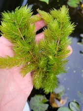 Hornwort Ceratophyllum Live- 150 Stems - Buy 2 Get 1 Will Combine S/h