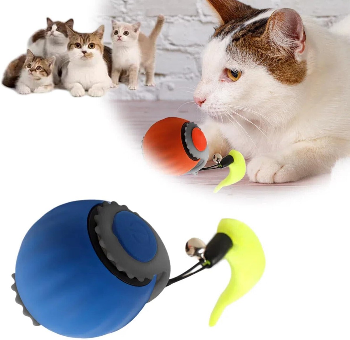 Kitty Keeping Cats Entertained Indoors Kitten Supplies For Indoor