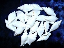 1/2 POUND  WHITE STROMBUS VITTATUS SEA SHELLS 2 to 2-1/2" BEACH  DECOR CRAFT