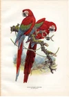 1952 Amuchastegui Vintage Ornithology Book Plate: Red Macaw, parrot bird art