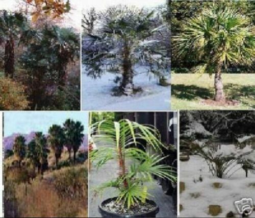 winterharte Palmen Samen - Set schnellwüchsige exotische Pflanzen für den Garten