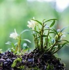 Mini Dendrobium nobile霍山石斛(米斛),blooming size,20+pseudobulbs ,3 yr old — photo 2