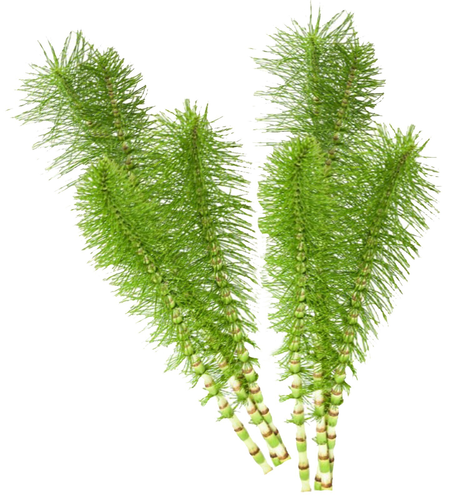 Acker-Schachtelhalm Kapseln (equisetum arvense) - vegan