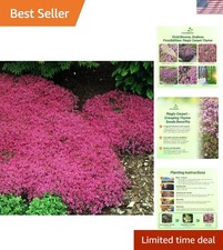 500 GMO-Free Magic Carpet Creeping Thyme Seeds: Drought Tolerant Pink Flowers 14.64 per gallon
