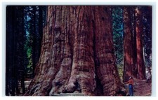 Vintage General Sherman Tree Postcard Sequoia National Park CA Litho