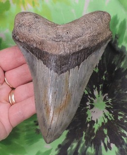 Megalodon Sharks Tooth 5 1/4" inch VERY NICE fossil sharks teeth tooth