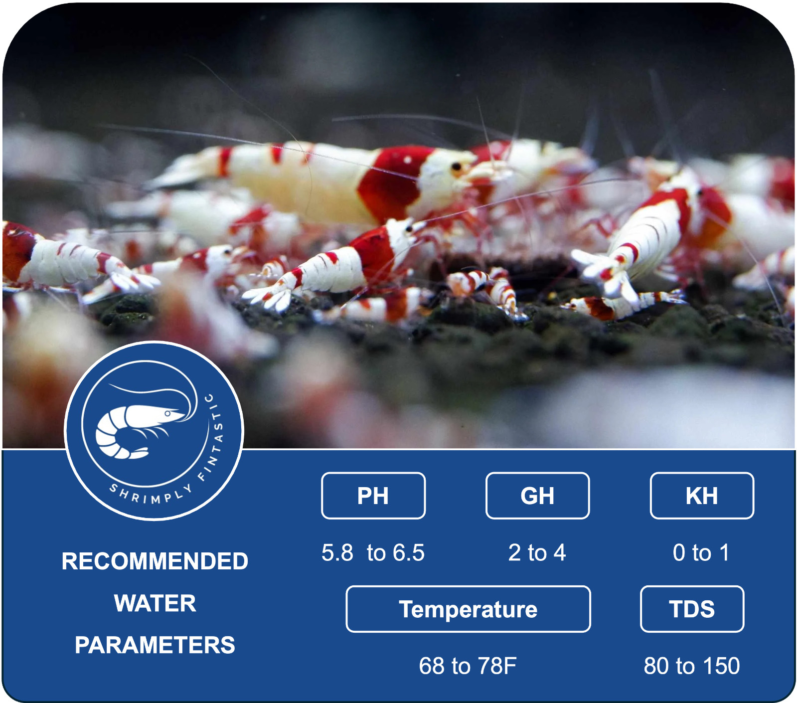 20 Crystal Red / Pure Red Line Shrimp |FREE SHIPPING | Live Guarantee | USA Bred